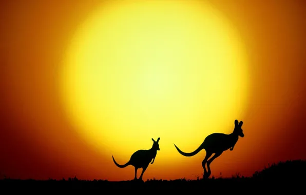 Silhouette, Australia, kangaroo