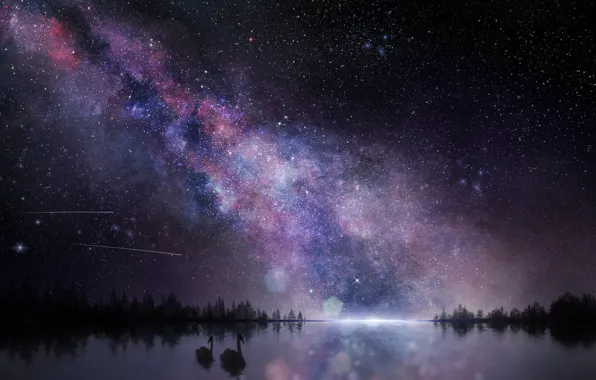 Picture the milky way, the sky, night, nature, bird