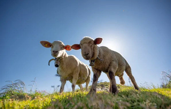 The sky, blue, sheep, a couple, lambs, lambs