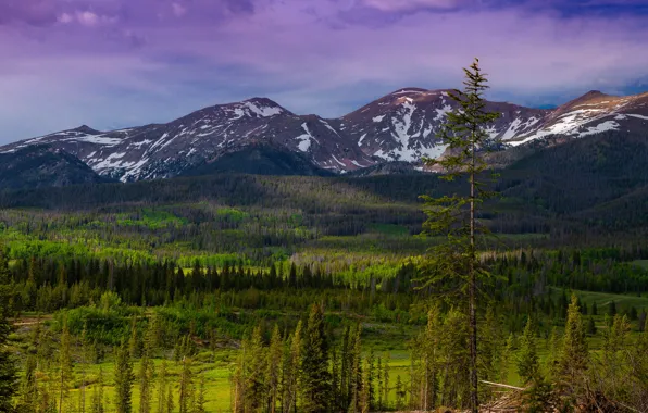 Picture forest, the sky, clouds, light, snow, trees, landscape, mountains