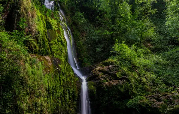 Picture forest, mountains, nature, river, waterfall