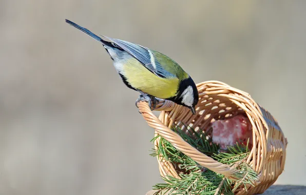 Birds, basket, tit, great tit, fir branch