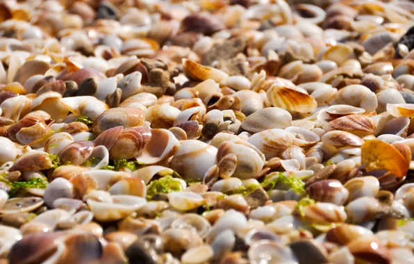 Sand, beach, shell