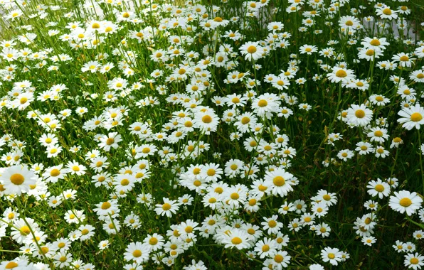 Picture summer, flowers, chamomile, meadow, white, a lot, chamomile field
