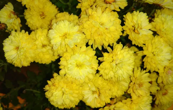 Picture drops, Rosa, chrysanthemum, yellow