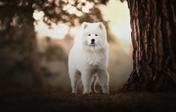 Forest, white, look, trees, branches, nature, dog, puppy