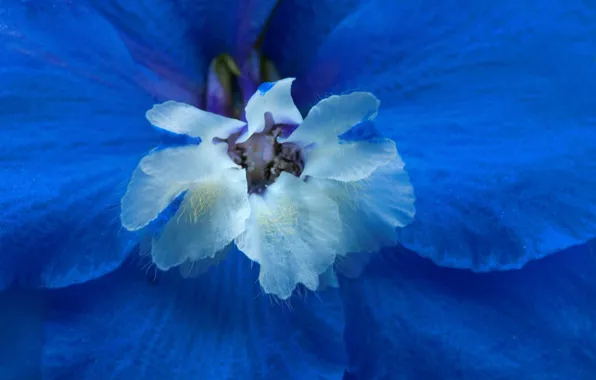 Picture flower, nature, petals