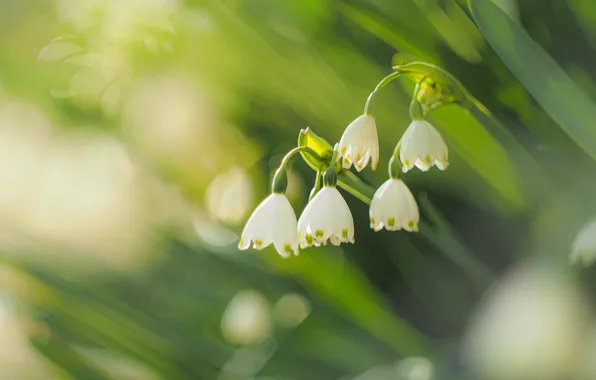 Flowers, blur, spring, snowdrops, white, bokeh