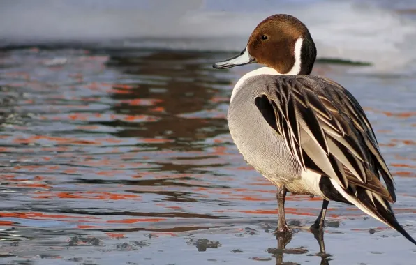 Picture bird, shore, duck, pond