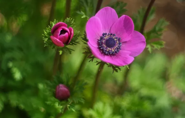 Macro, Anemone, buds, Anemone