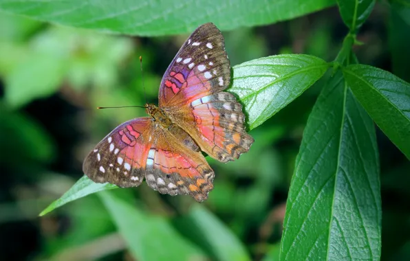 Leaves, microsemi, butterfly, wings, insect, beautiful, closeup