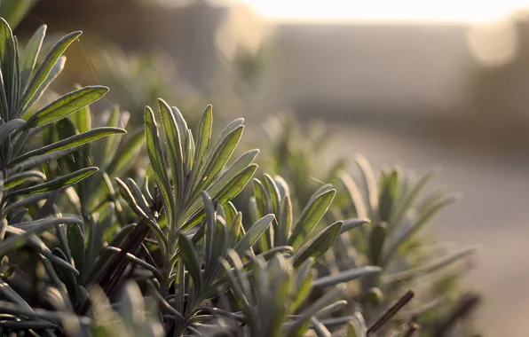 Leaves, green, plant