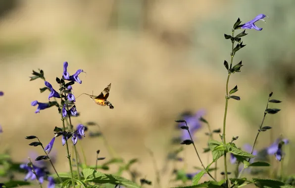 Picture flowers, background, plant, insect