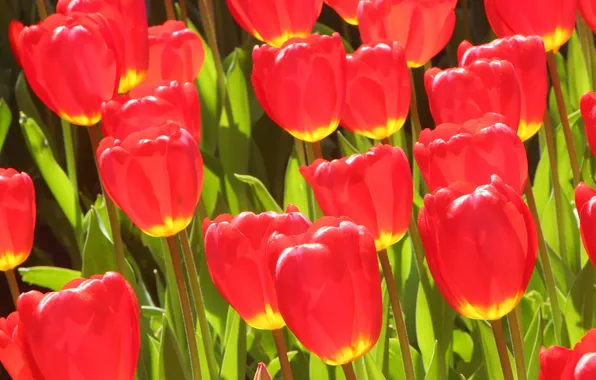 Leaves, Park, paint, petals, garden, meadow, tulips