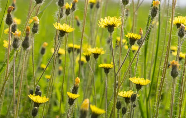 Picture field, macro, nature, plant, meadow, Jastrebinka