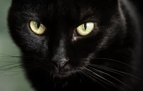 Eyes, look, muzzle, black cat