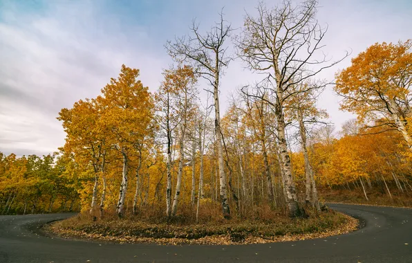 Road, autumn, forest