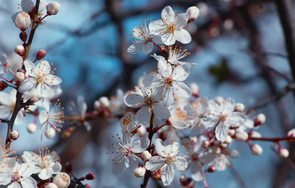 White, flower, spring, twig