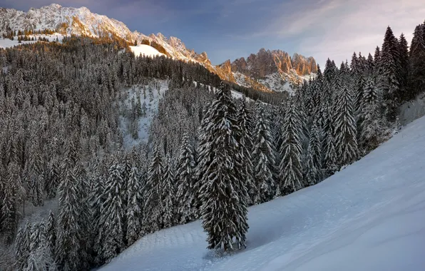 Winter, forest, snow, mountains