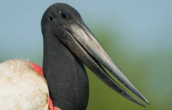 Download wallpaper nature, bird, Jabiru Stork Closeup, section animals ...