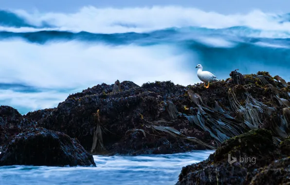 Algae, stones, rocks, bird, Chile, Cole-Cole Beach, Chiloe