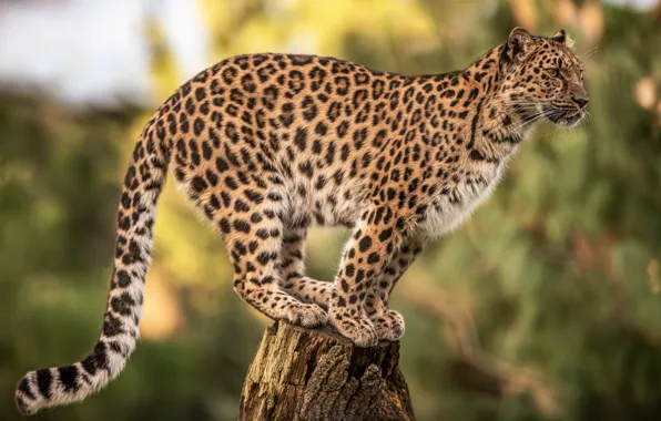 Picture background, stump, leopard, wild cat, bokeh