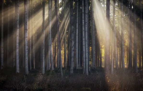 Picture forest, light, trees