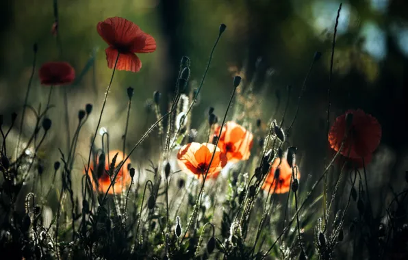 Picture light, nature, Maki