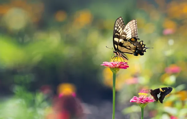 Picture summer, macro, flowers, background, butterfly, two, garden, pair