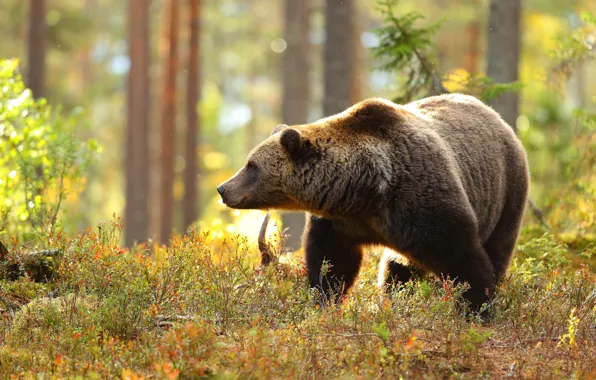 Autumn, forest, grass, nature, pose, bear, profile, walk