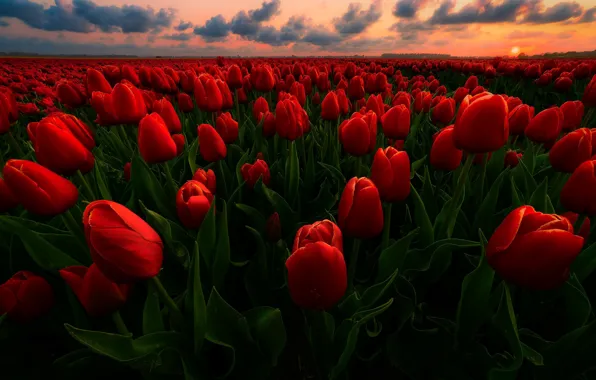 Field, sunset, tulips, red, Netherlands, buds, a lot, plantation