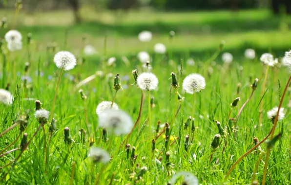 Picture summer, the sun, meadow, dandelions