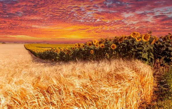 Picture field, summer, the sky, clouds, line, sunflowers, sunset, flowers