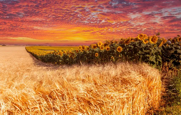 Field, summer, the sky, clouds, line, sunflowers, sunset, flowers