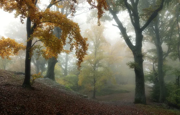 Autumn, forest, trees, nature, fog, Park