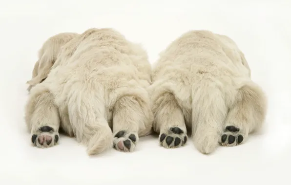 Paws, puppies, white, lie, tails