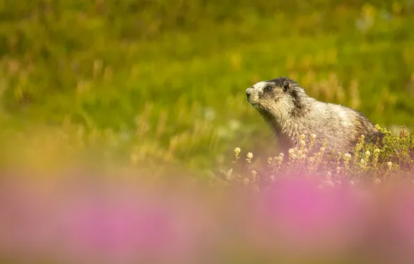 Field, flowers, background, meadow, marmot, bokeh