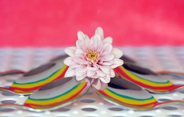 Flower, reflection, background, pink, rainbow, bokeh, chrysanthemum, composition
