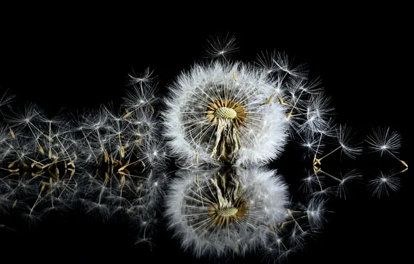 Flower, reflection, dandelion, fluff, black background