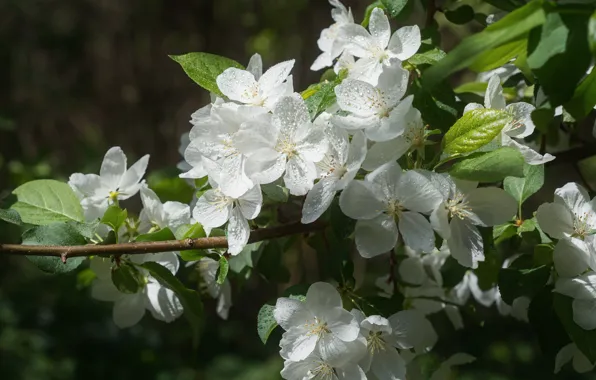 Wallpaper flowers, Apple, flowering, branches, spring, drops