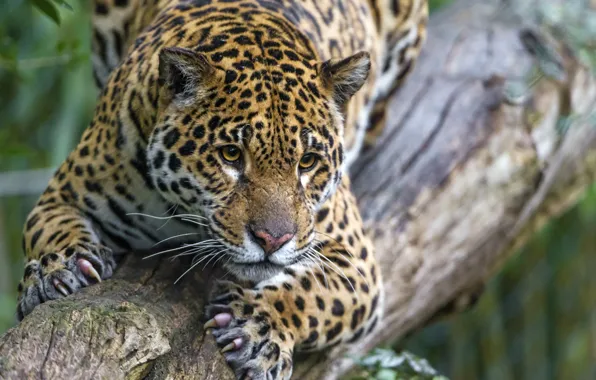 Cat, look, claws, Jaguar, log, ©Tambako The Jaguar