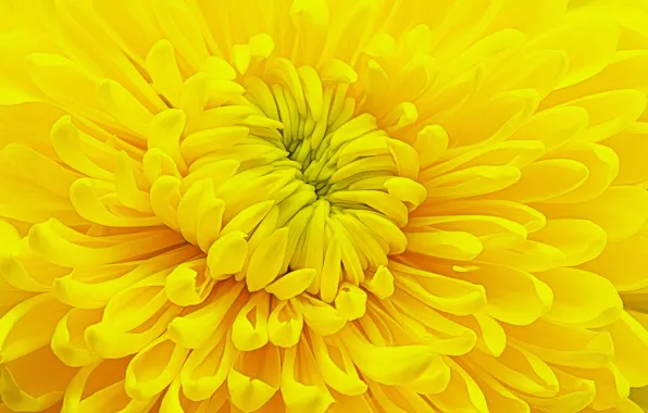 Flower, yellow, chrysanthemum
