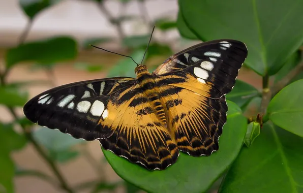 Leaves, microsemi, butterfly, wings, insect, beautiful, closeup