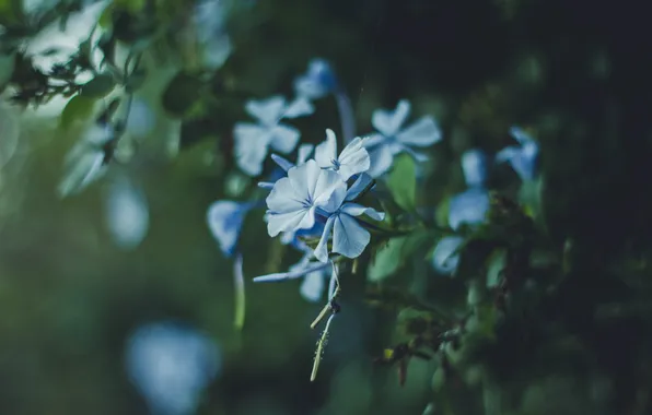Picture flowers, petals, blue
