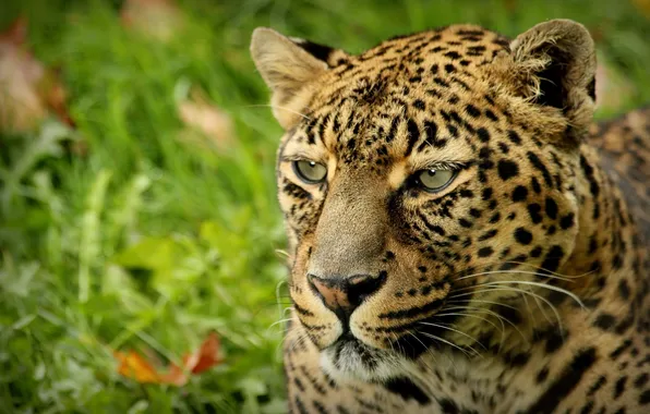 Picture spot, leopard, leopard, animal