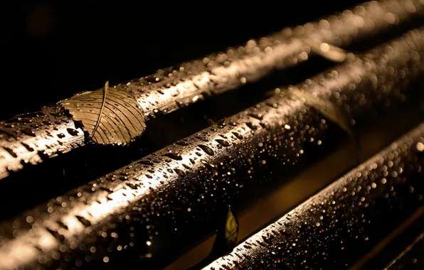 Leaves, drops, macro