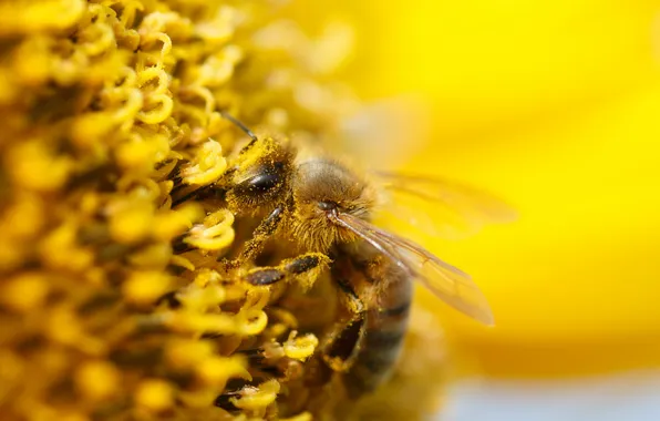 Macro, nature, bee