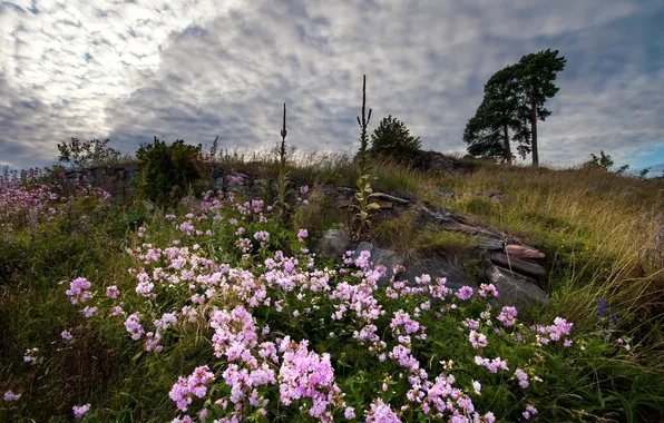 Field, the sky, landscape, flowers, nature