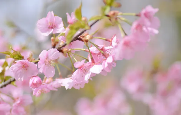 Cherry, pink, branch, spring, Sakura
