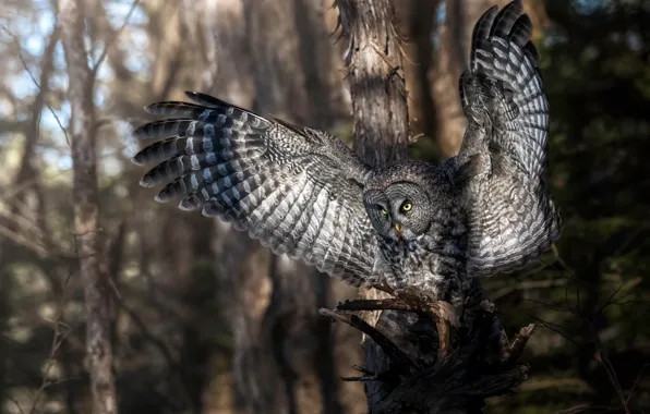 Forest, trees, owl, bird, wings, feathers, Great grey owl